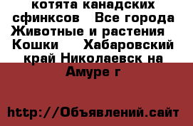 котята канадских сфинксов - Все города Животные и растения » Кошки   . Хабаровский край,Николаевск-на-Амуре г.